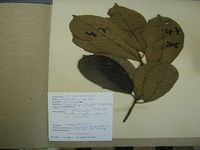 Herbarium sample